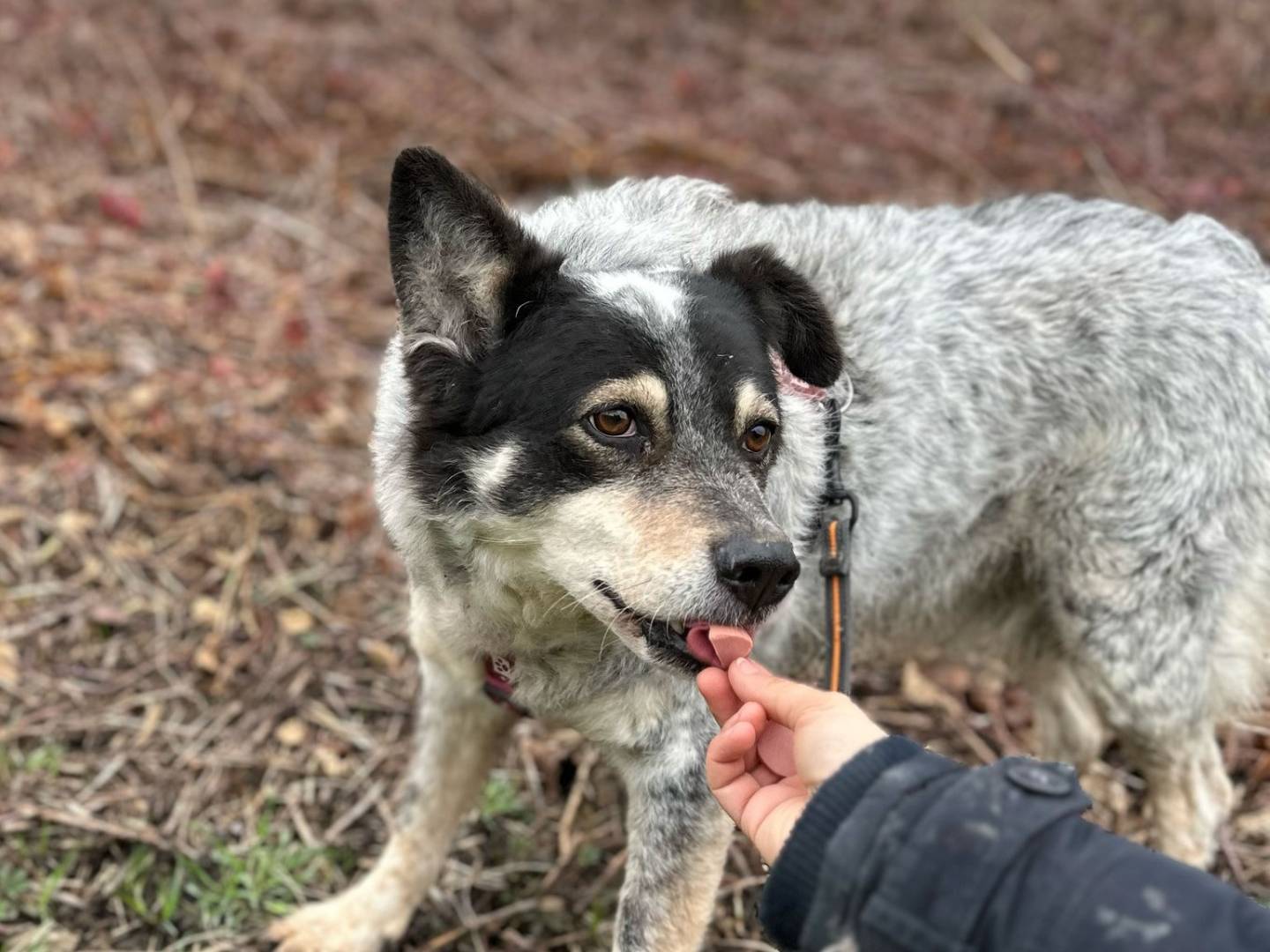 Adotta un cane, femmina, 10 anni  e 3 mesi , Bologna