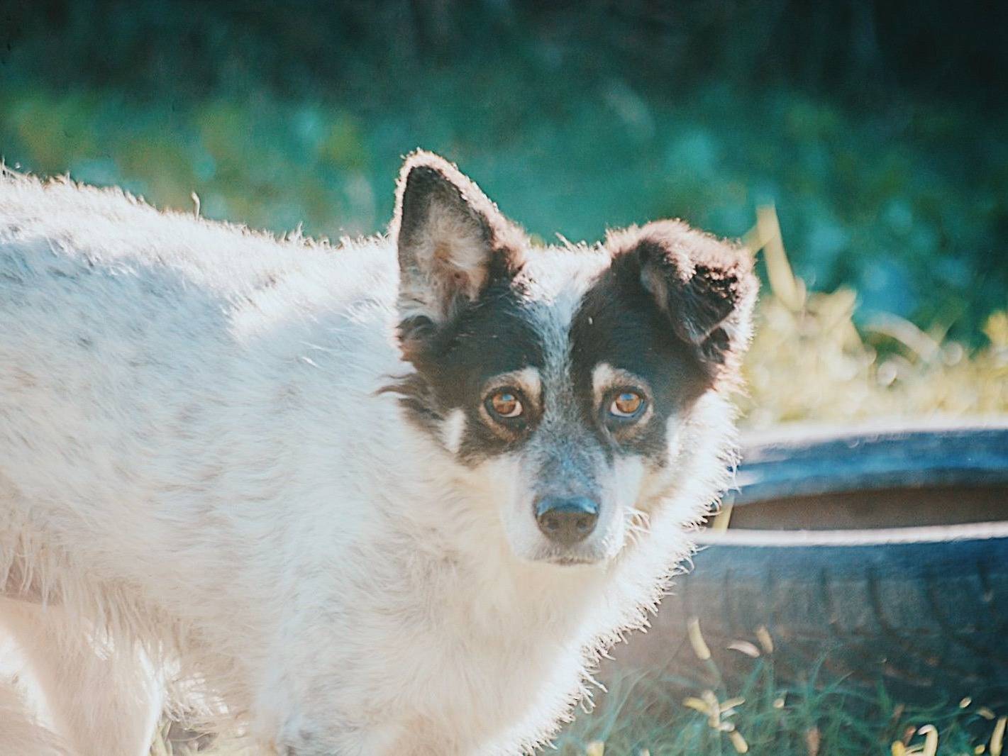 Adotta un cane, taglia media, femmina, Bologna