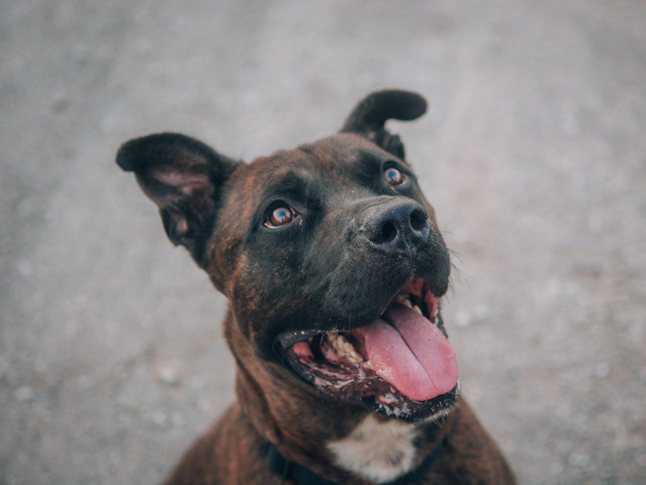Adozione cane, maschio, meticcio, 8 anni  e 9 mesi , taglia grande, Bologna