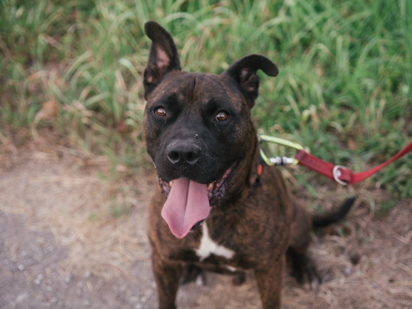 Adotta un cane, maschio, 8 anni  e 9 mesi , Bologna