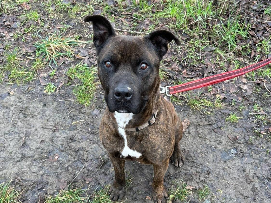 Adotta un cane, taglia grande, maschio, Bologna