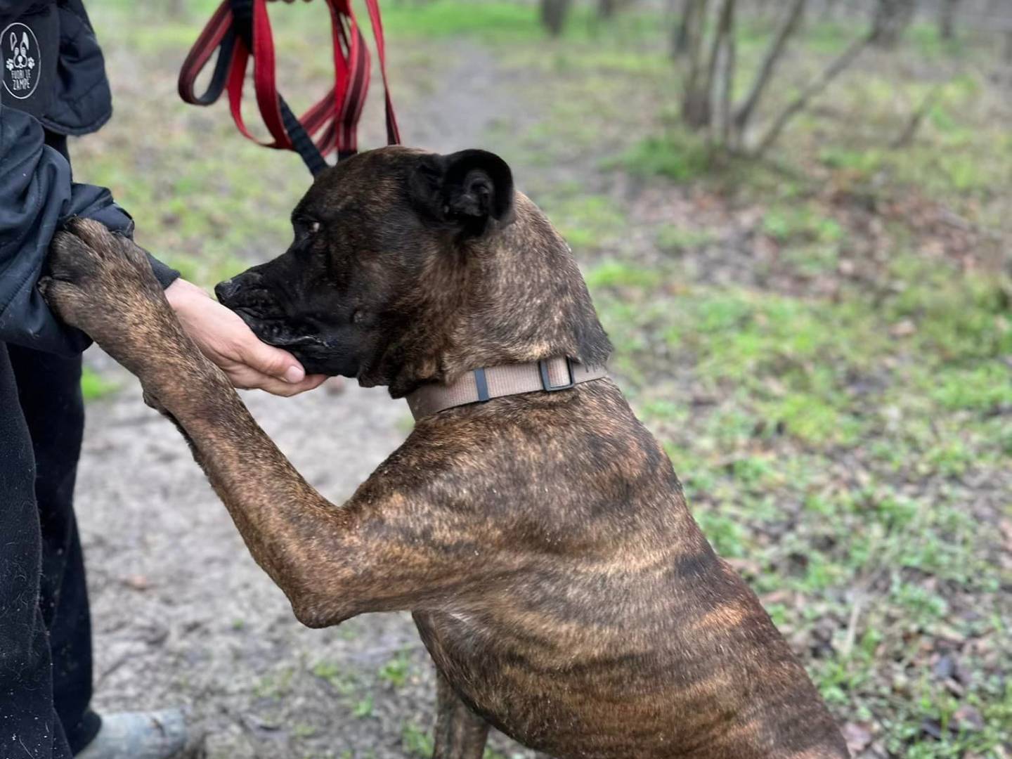 Vuoi adottare un cane a Bologna?