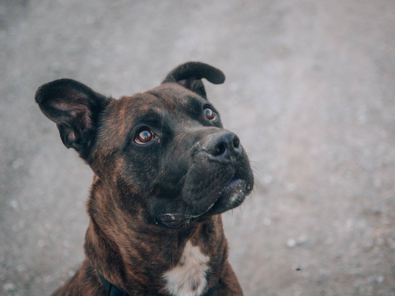 Adotta il cane Bacon a Bologna
