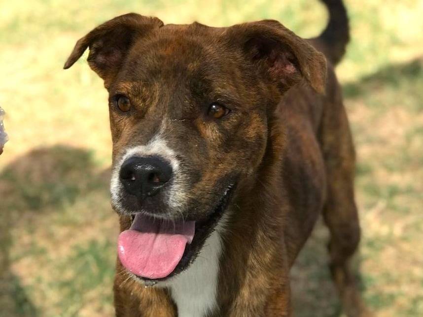 Adozione cane, maschio, Boxer, 3 anni  e 8 mesi , taglia media, Latina