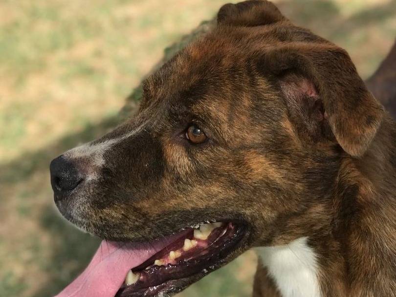 Adotta un cane, taglia media, maschio, Latina