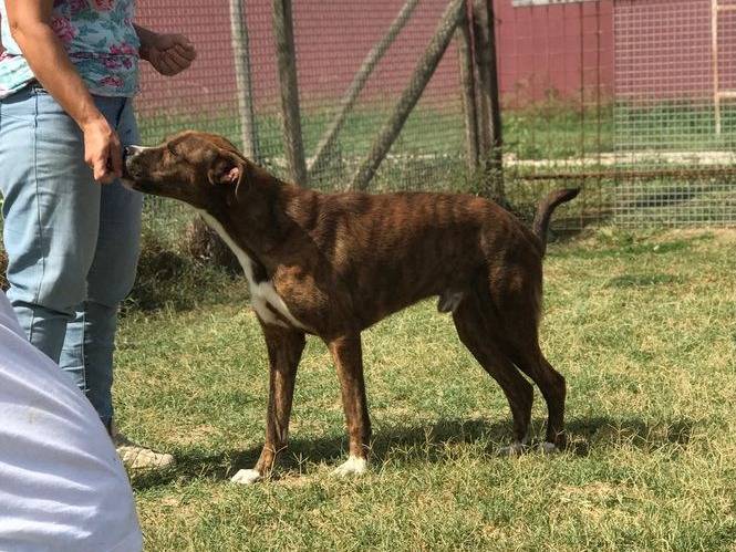 Vuoi adottare un cane a Latina?