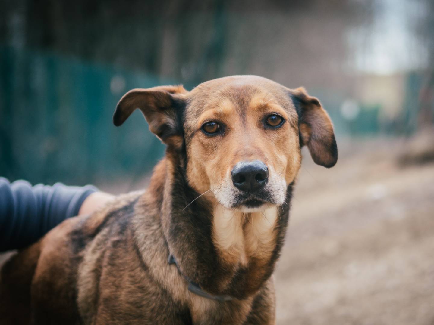 Adotta un cane, femmina, 9 anni e 1 mese, Bologna