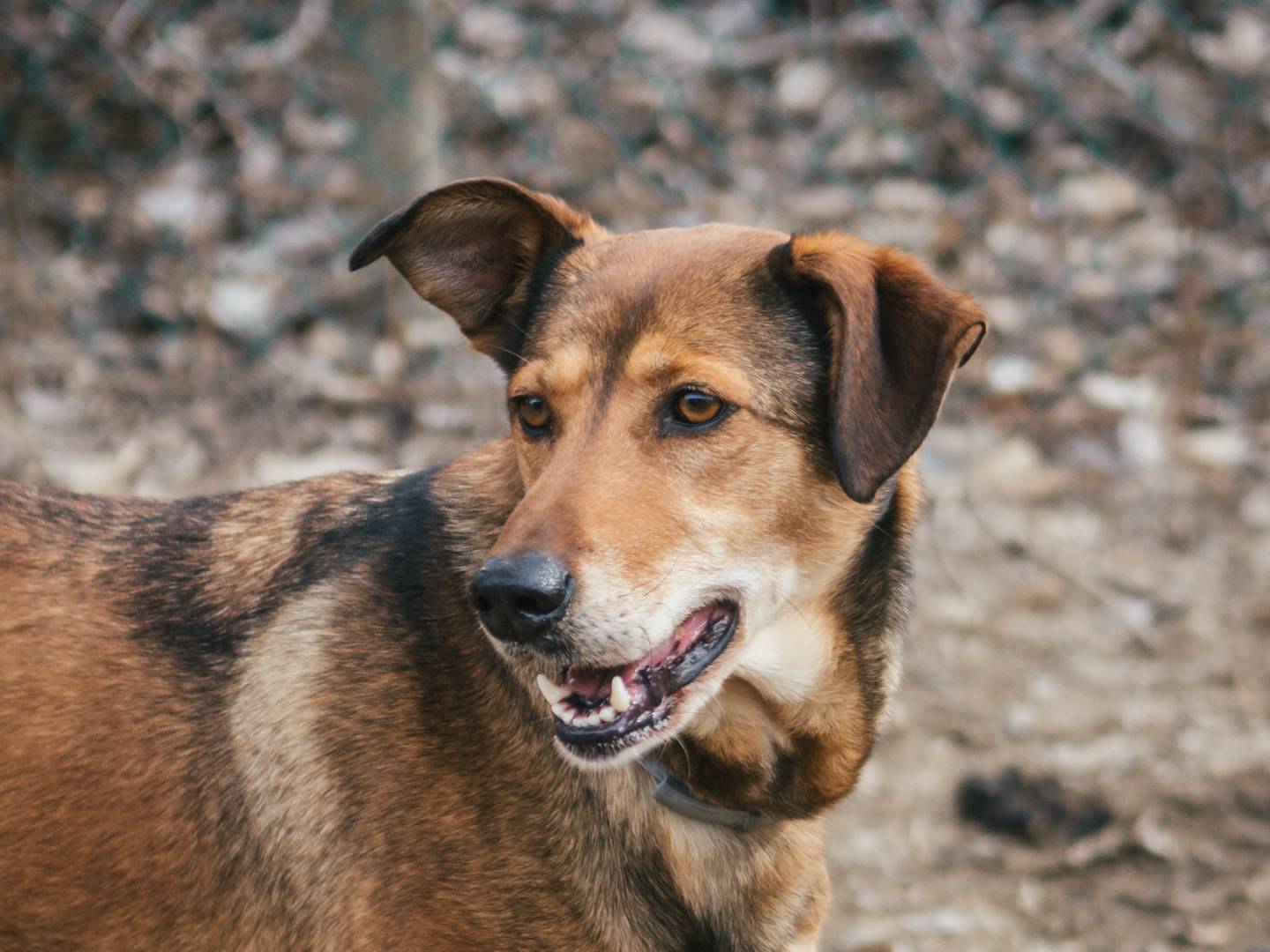 Vuoi adottare un cane a Bologna?