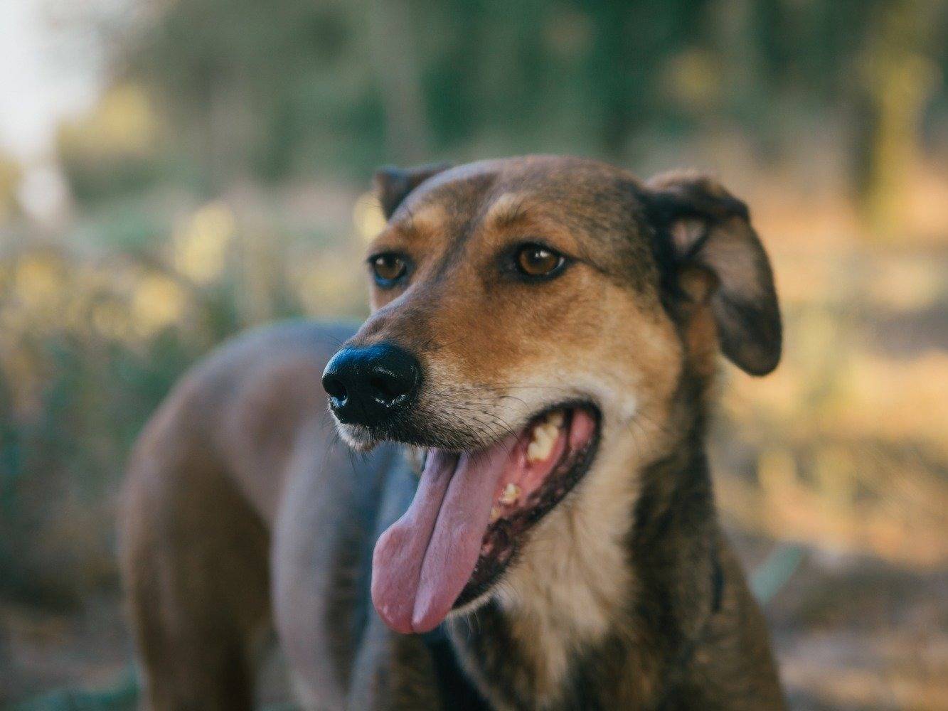 Adotta il cane Sara a Bologna