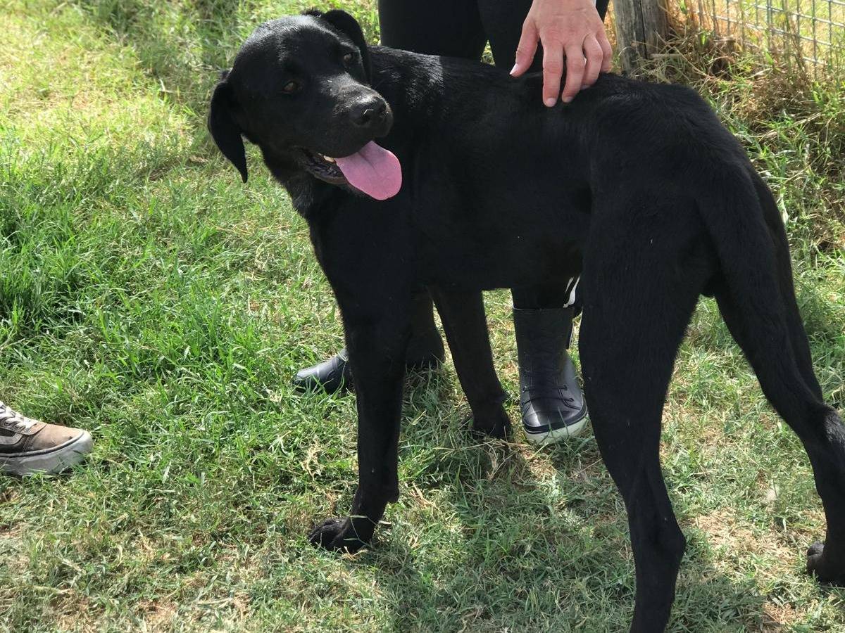 Vuoi adottare un cane a Latina?