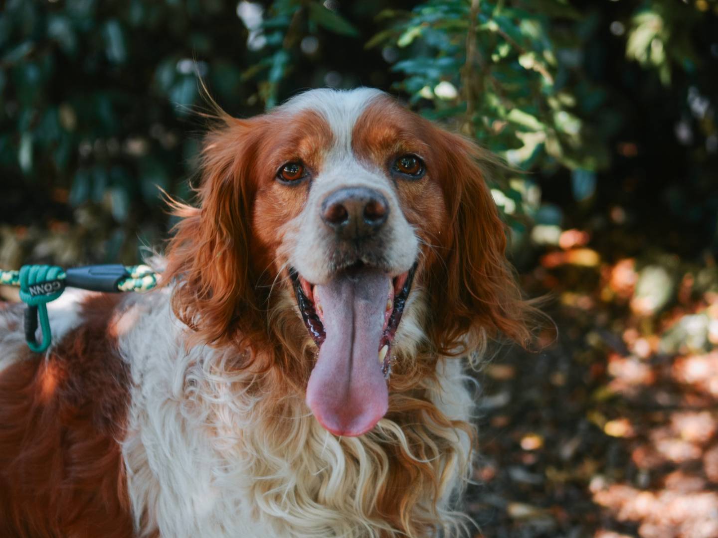Adozione cane, maschio, Breton, 10 anni  e 11 mesi , taglia media, Bologna
