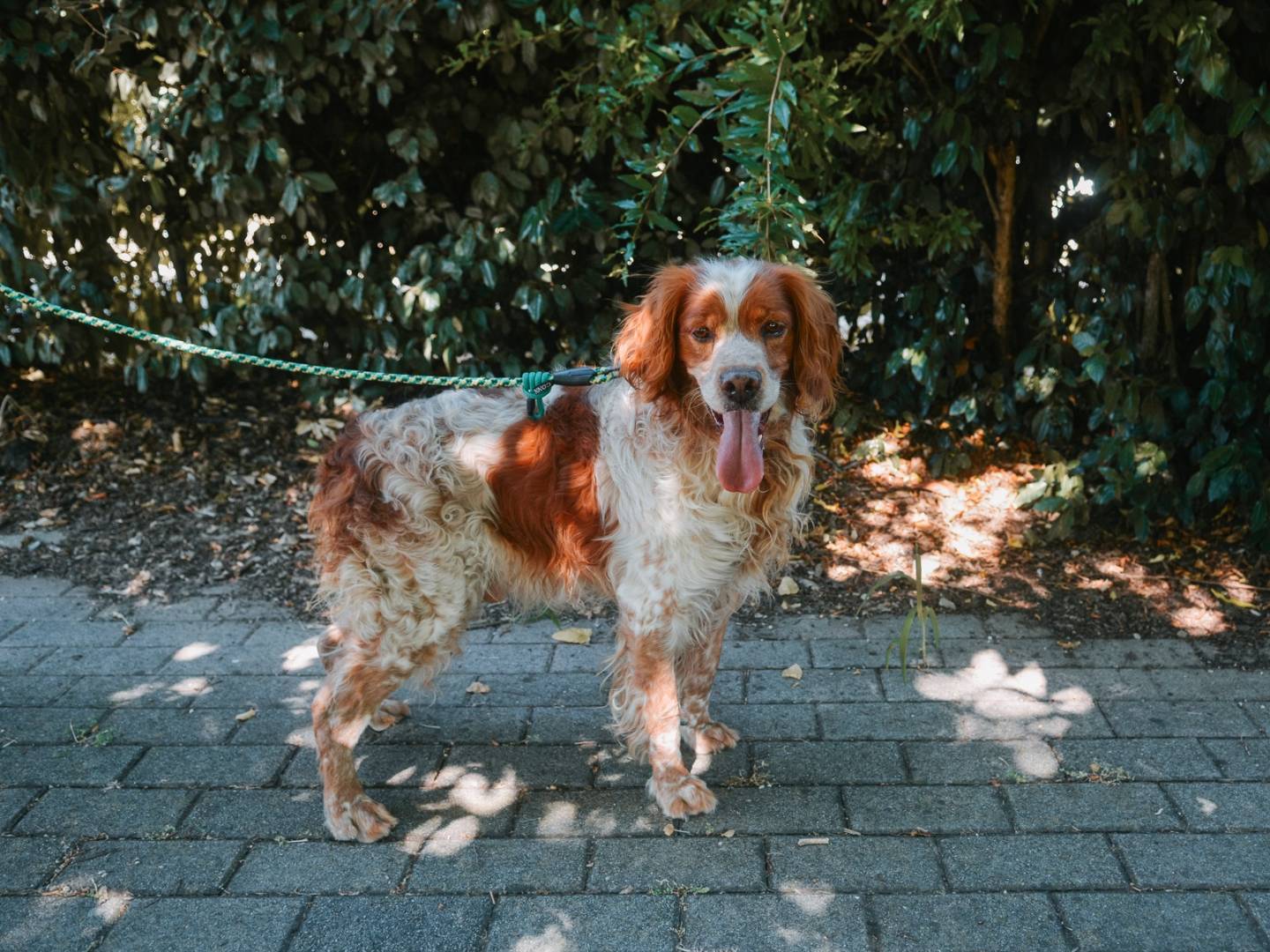 Adotta un cane, maschio, 10 anni  e 11 mesi , Bologna