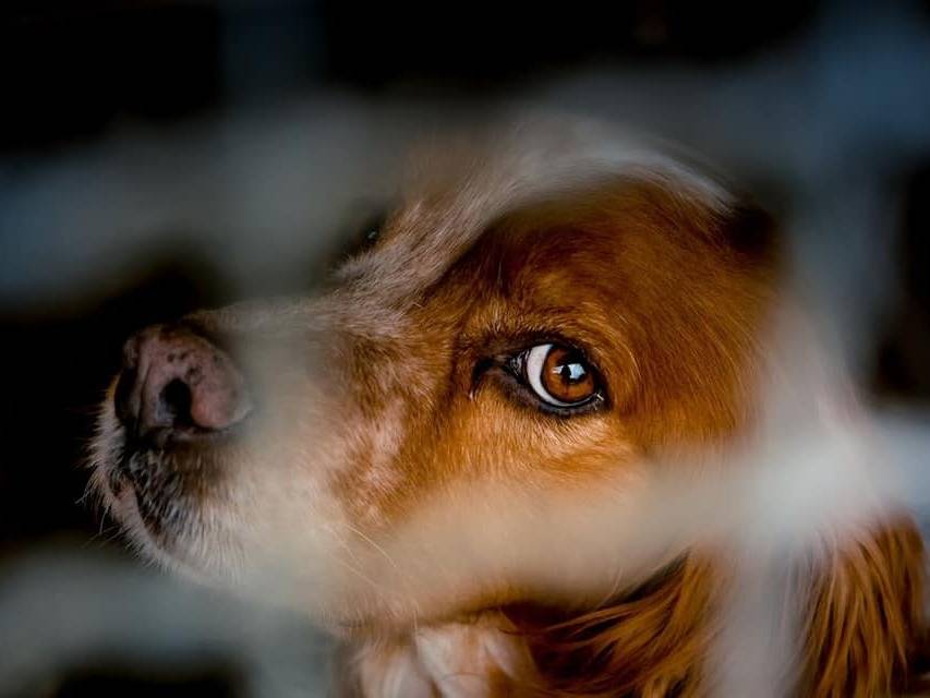 Adotta un cane, taglia media, maschio, Bologna