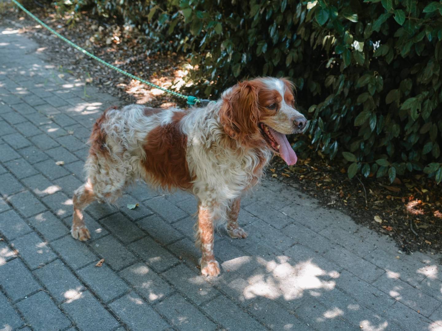 Vuoi adottare un cane a Bologna?
