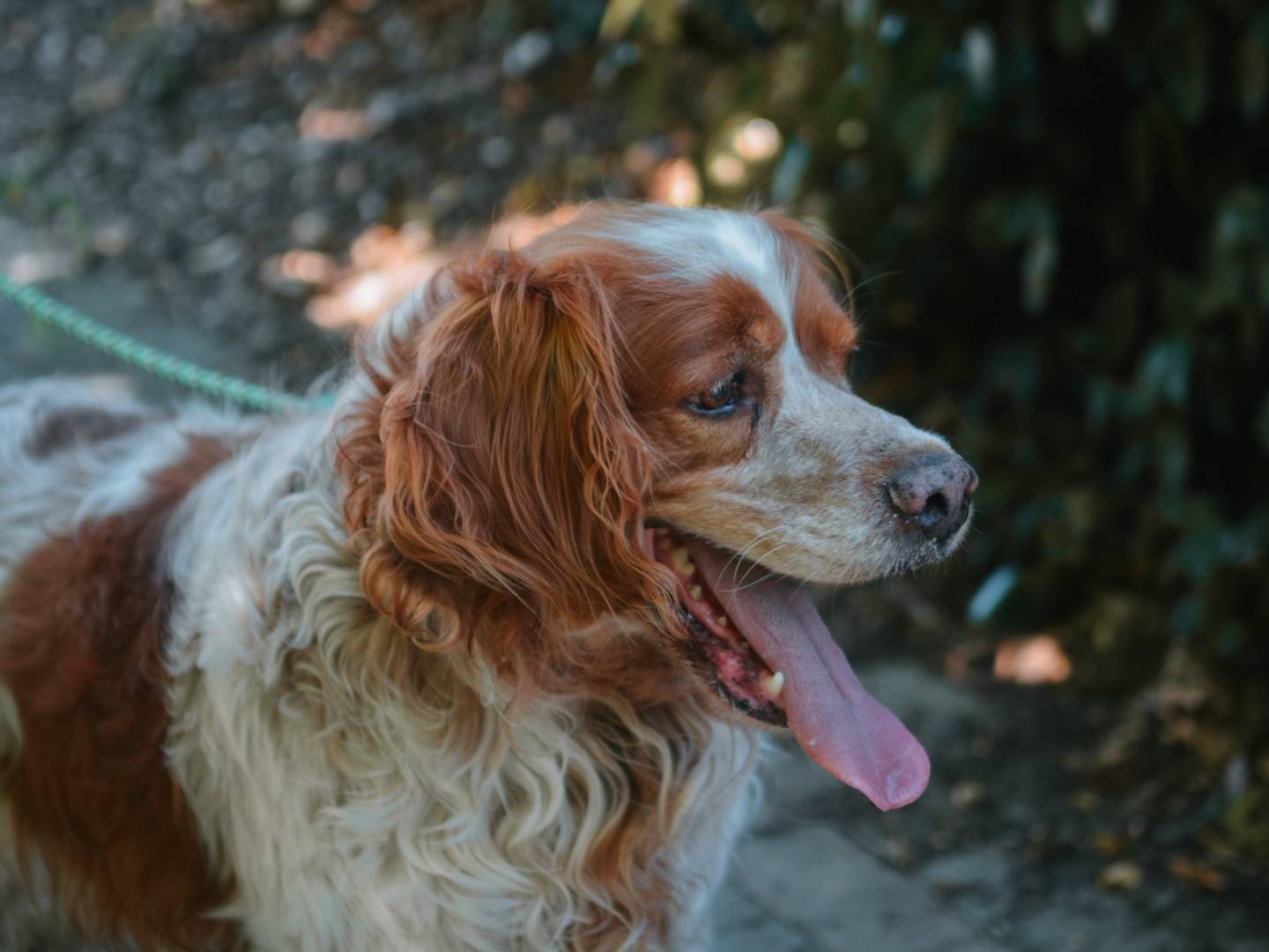 Adotta il cane Leon a Bologna