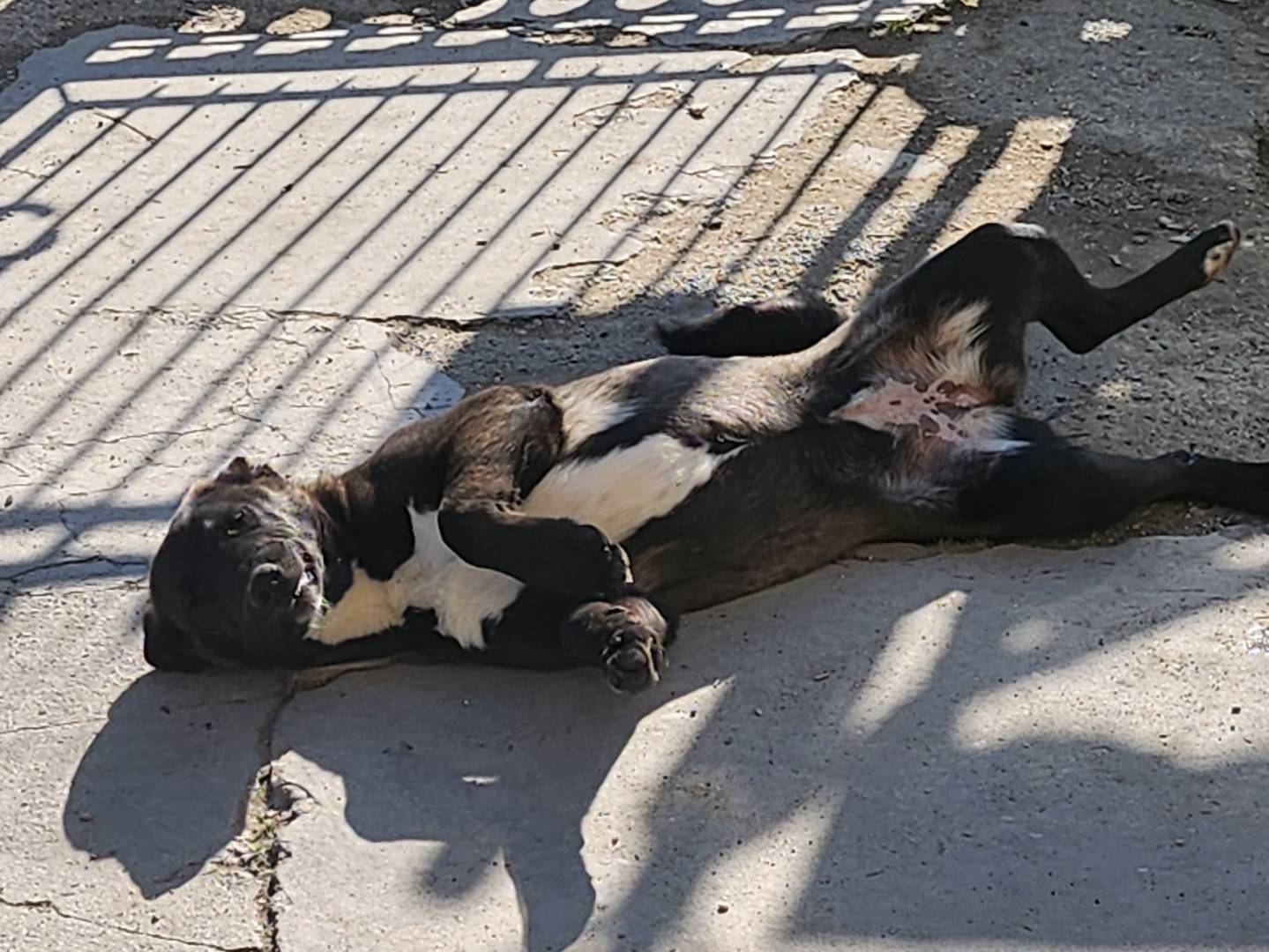Adotta un cane, femmina, 1 anno e 7 mesi , Ferrara