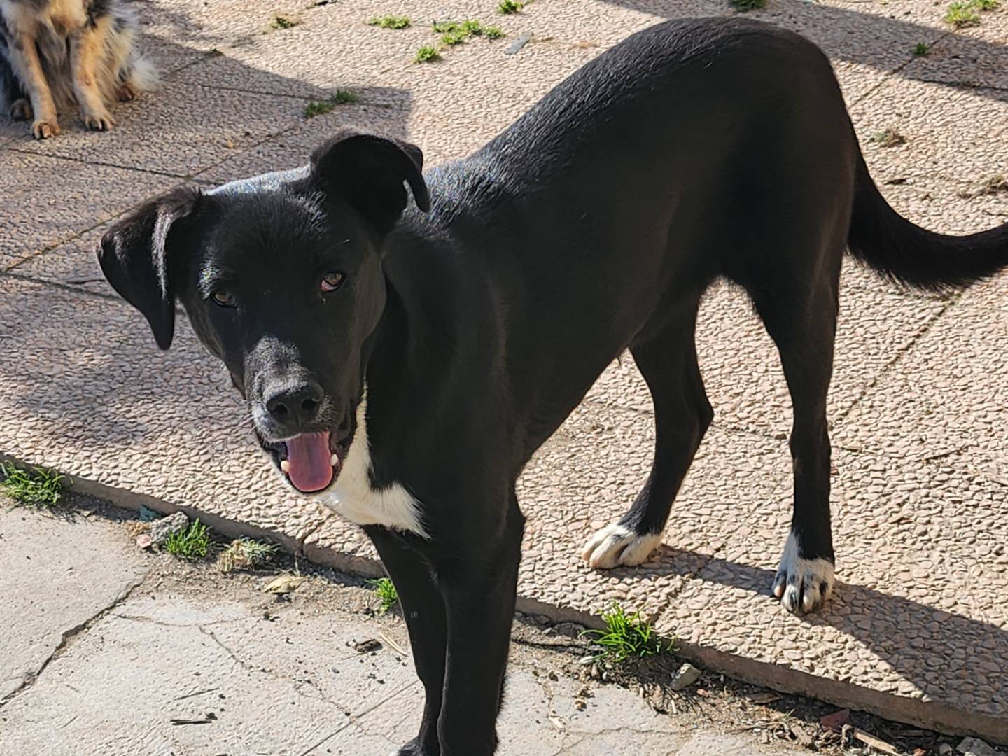 Adotta un cane, femmina, 1 anno e 7 mesi , Ferrara