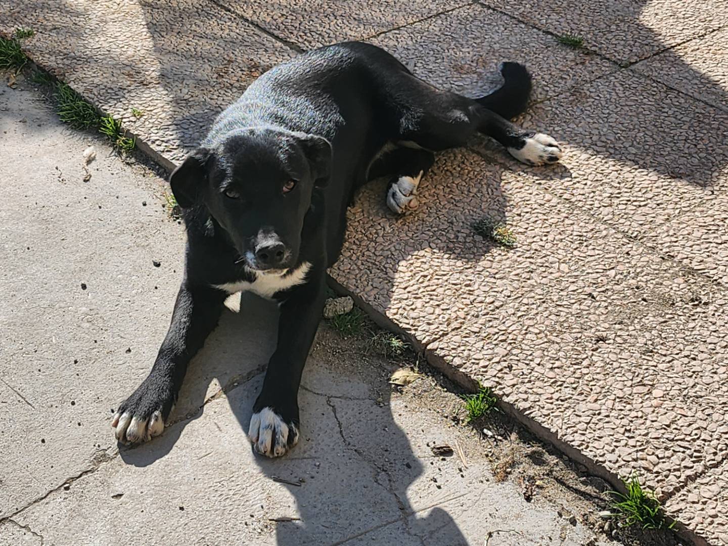 Adotta un cane, taglia media, femmina, Ferrara