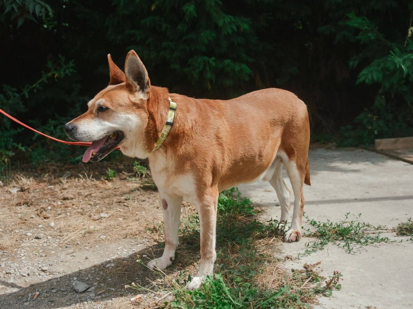 Adotta un cane, maschio, 13 anni  e 11 mesi , Bologna