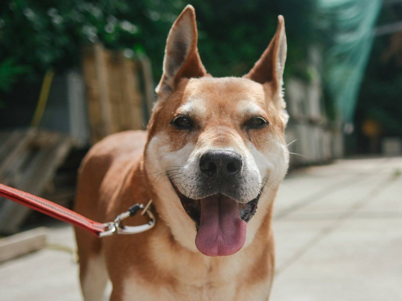 Adotta un cane, taglia gigante, maschio, Bologna