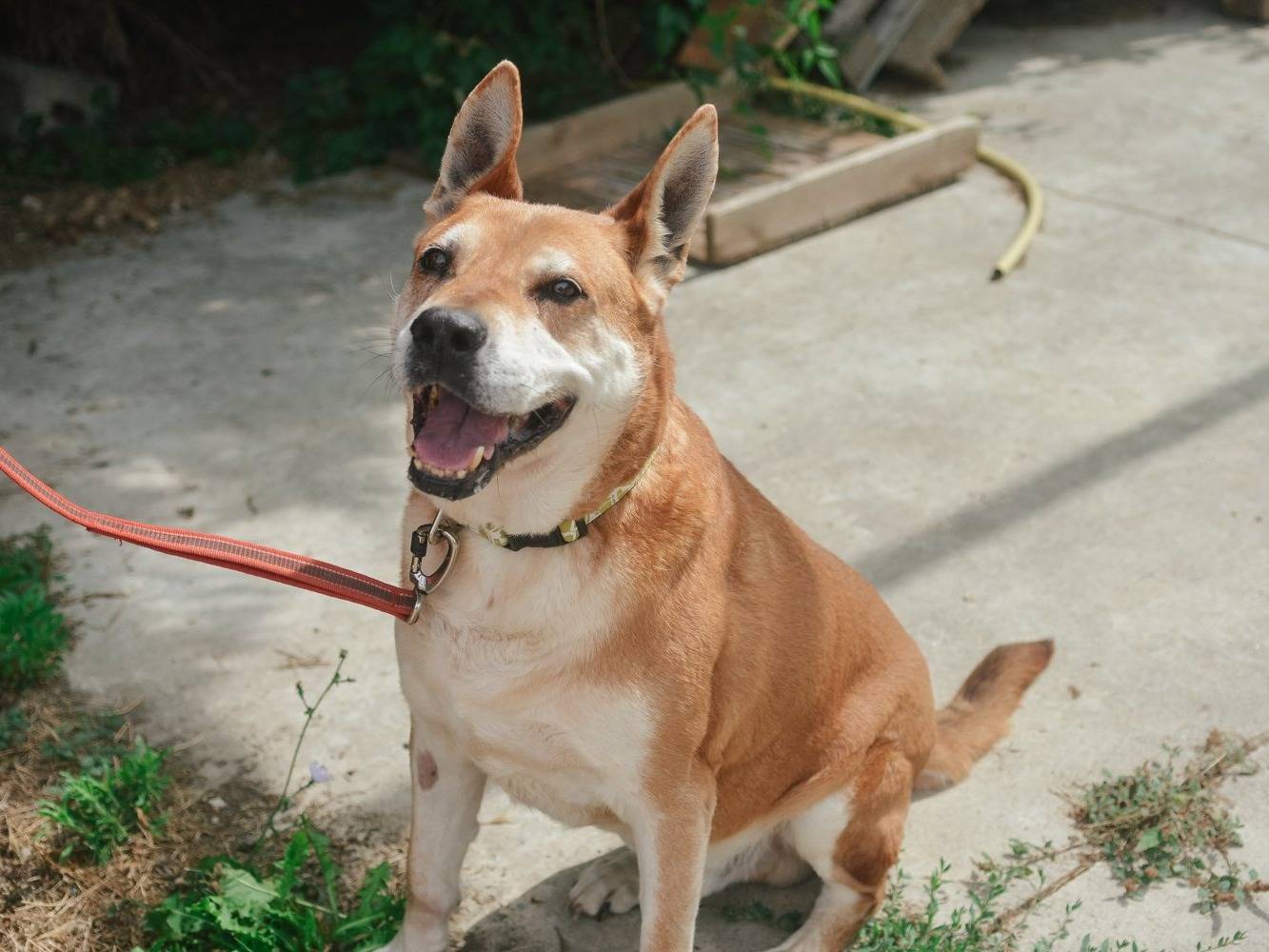 Vuoi adottare un cane a Bologna?