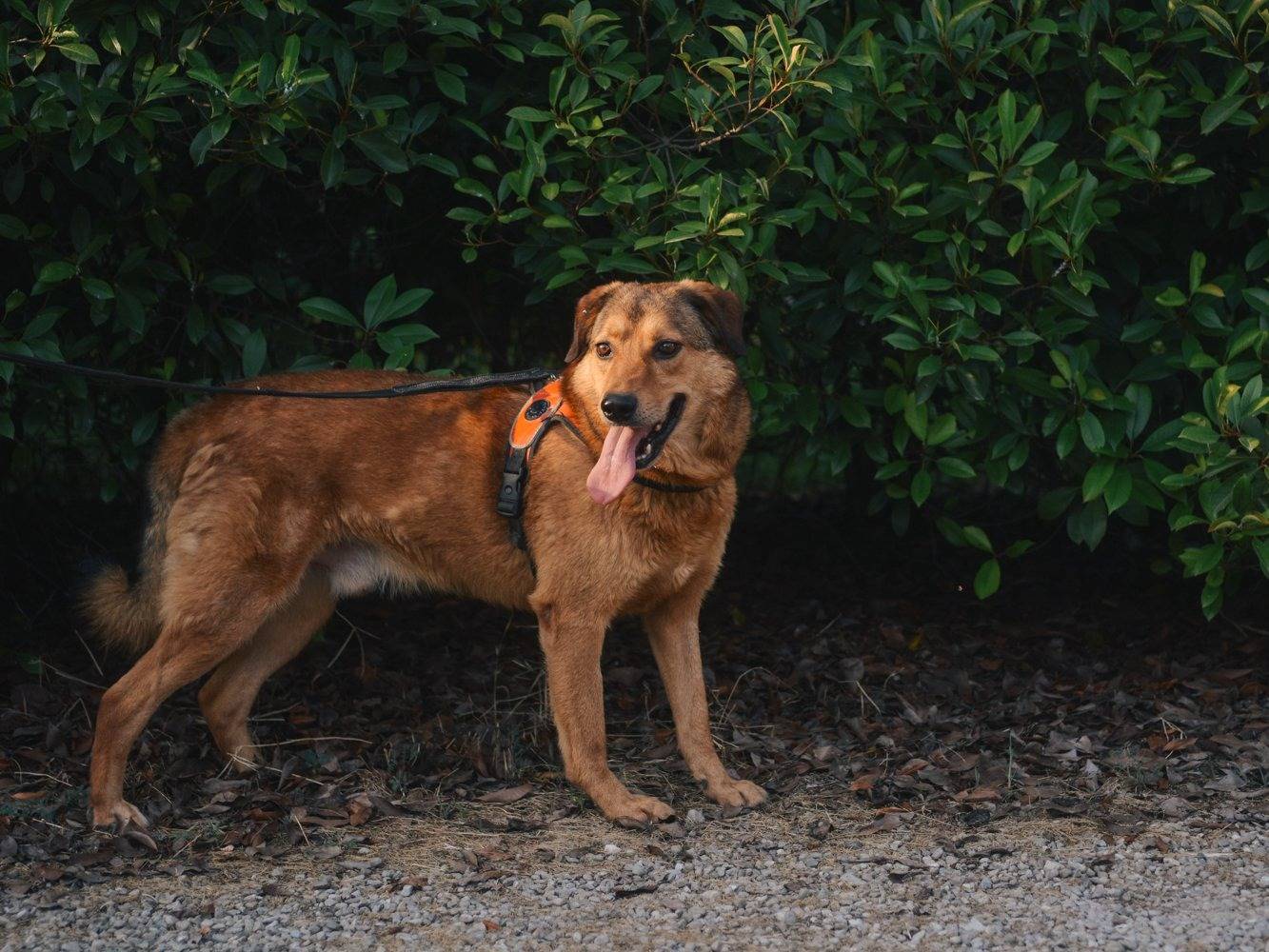Adotta un cane, maschio, 10 anni  e 5 mesi , Bologna
