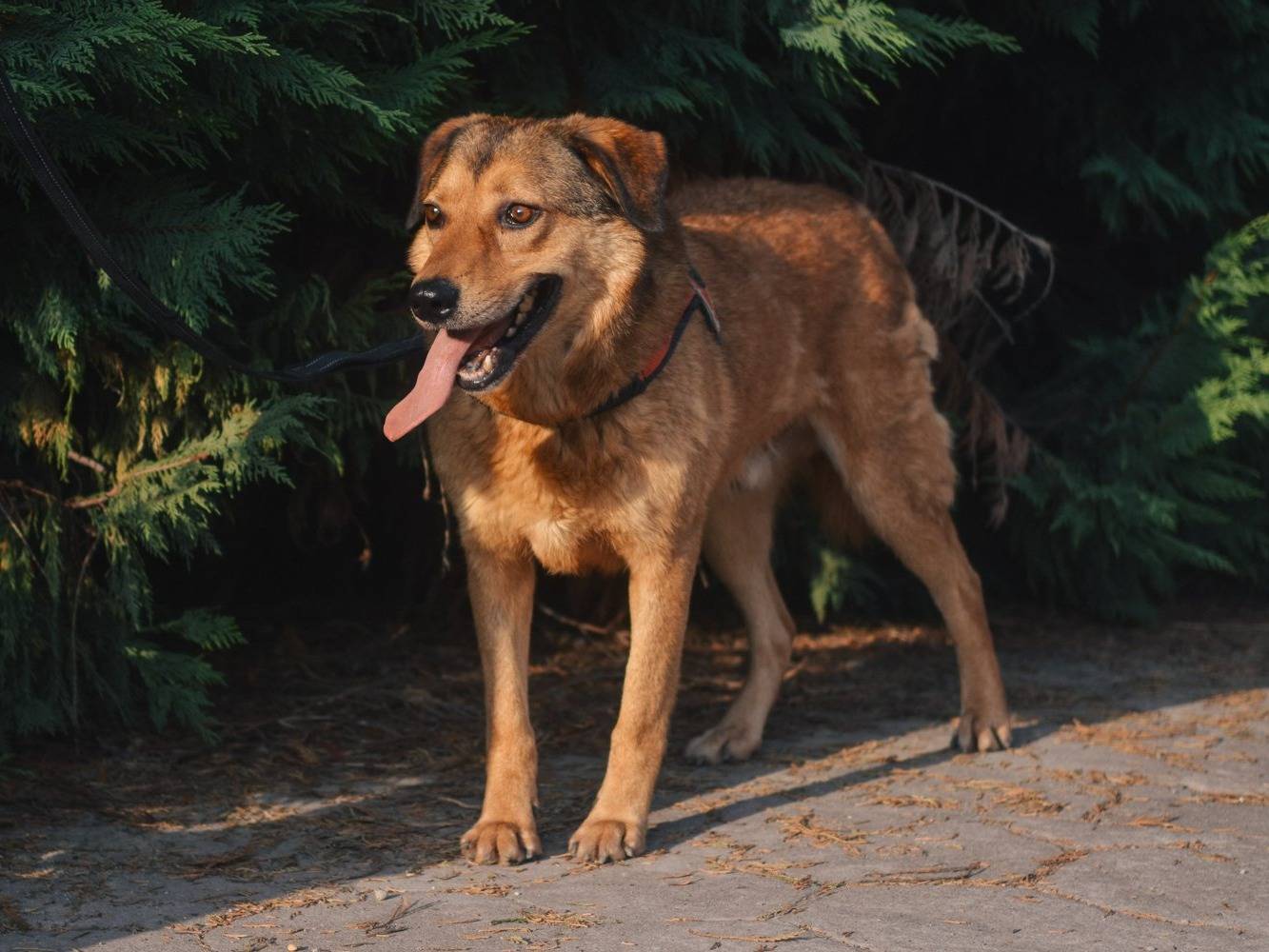 Adotta un cane, taglia media, maschio, Bologna