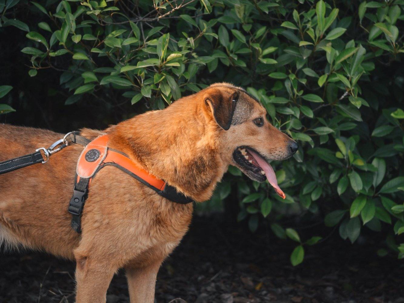 Vuoi adottare un cane a Bologna?