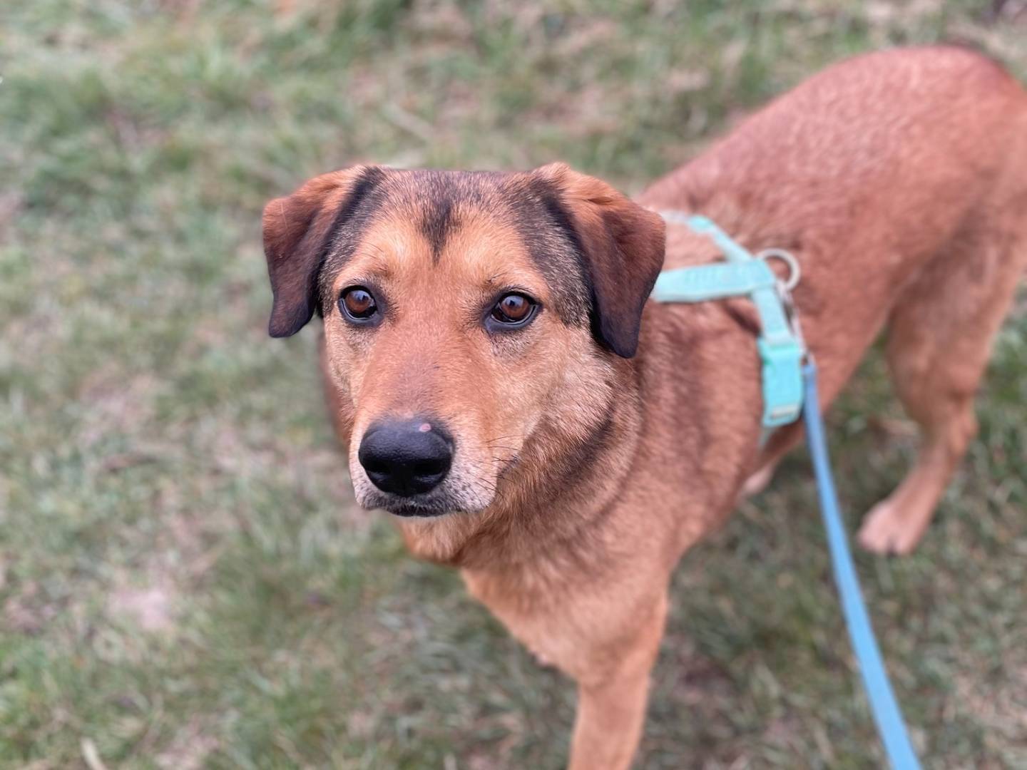 Adotta il cane Poldo a Bologna