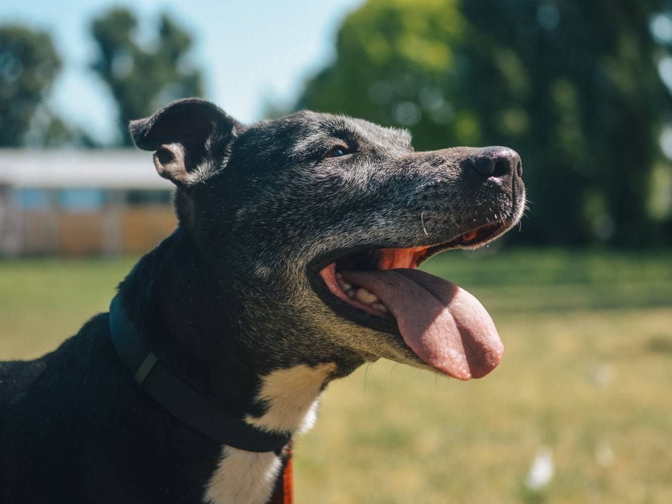 Adotta un cane, maschio, 13 anni  e 5 mesi , Bologna