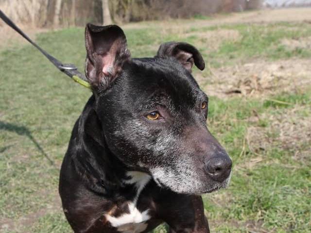Adotta il cane Stratos a Bologna