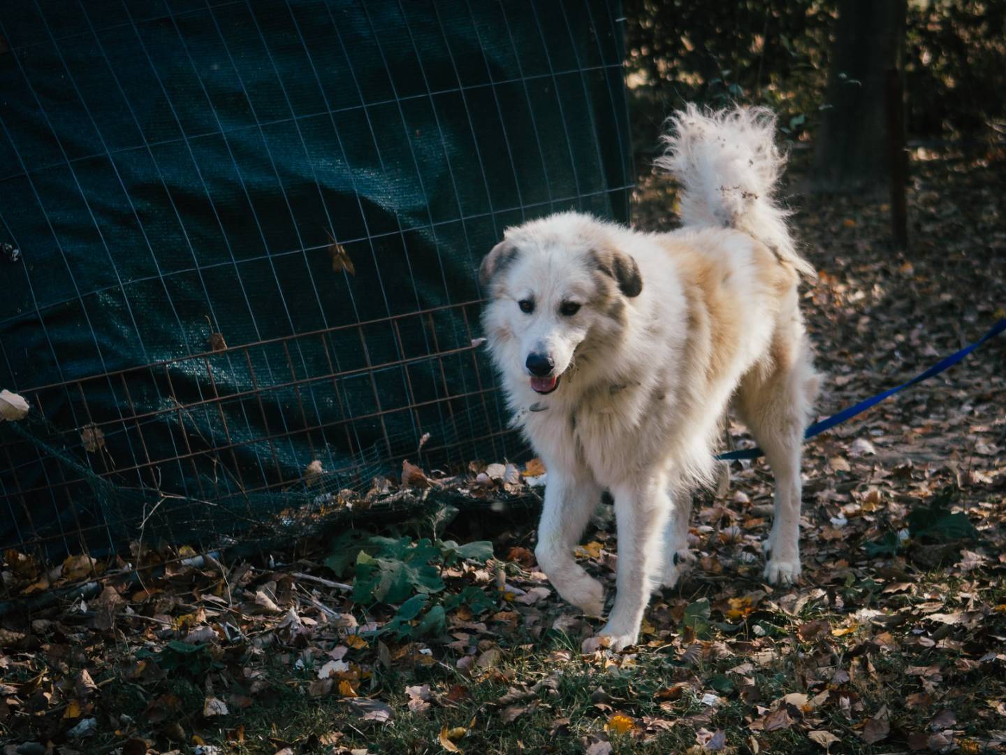 Adotta un cane, maschio, 7 anni  e 11 mesi , Bologna