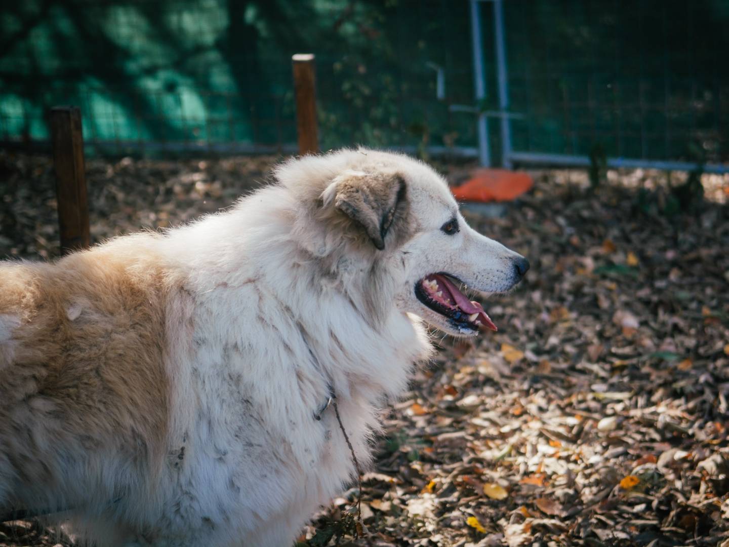 Adotta un cane, taglia gigante, maschio, Bologna