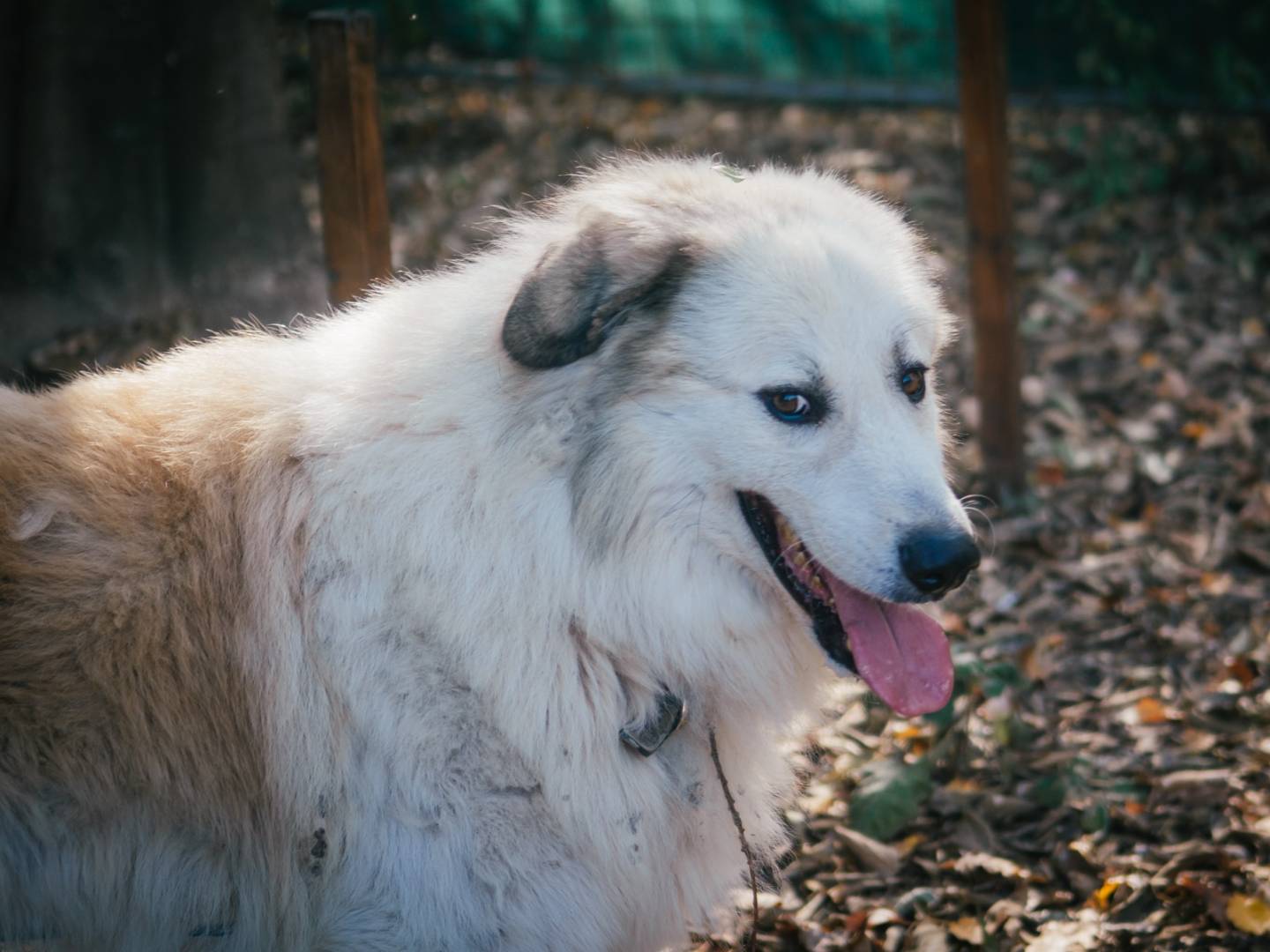 Vuoi adottare un cane a Bologna?