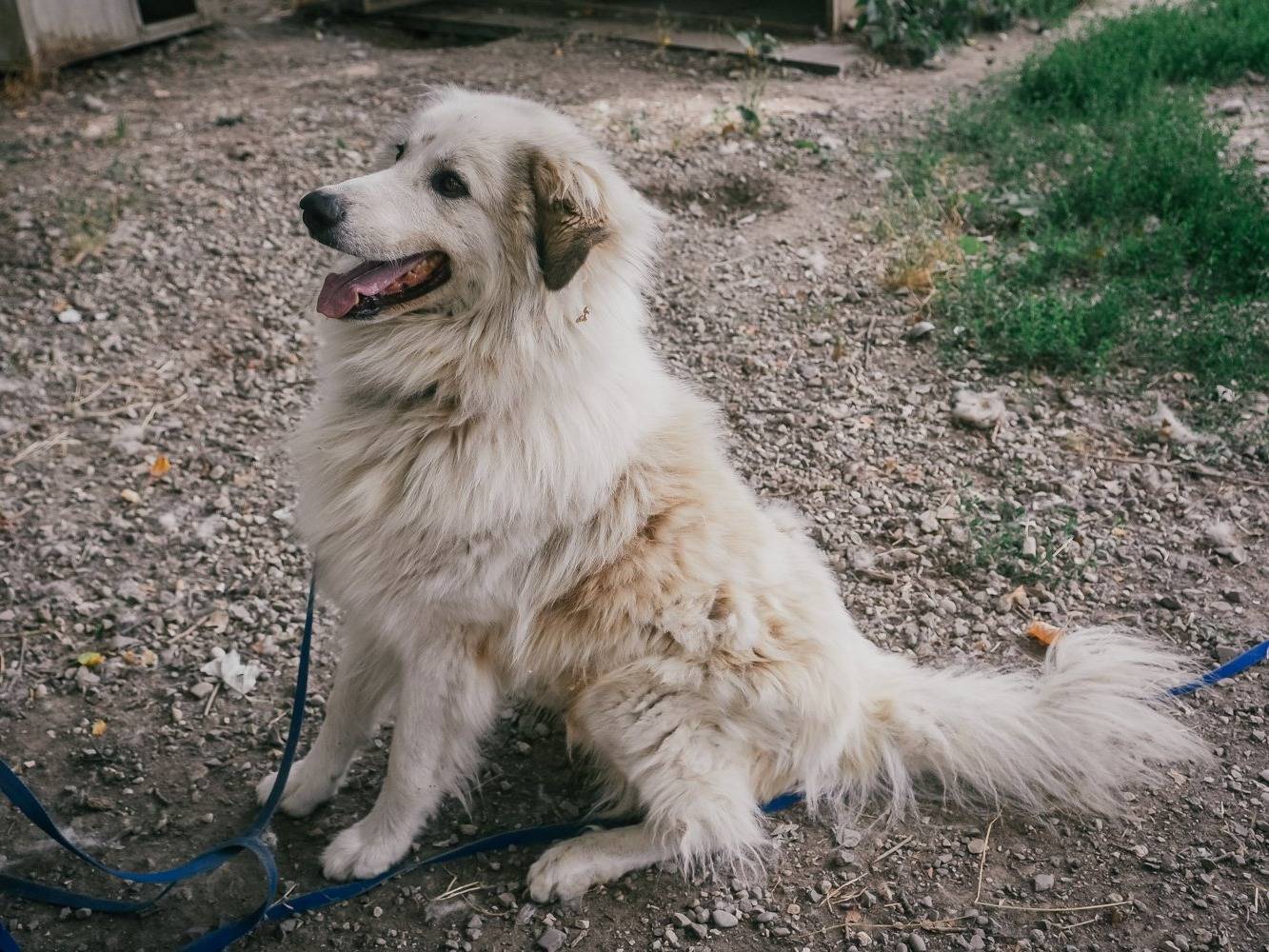 Adotta il cane Pippo a Bologna