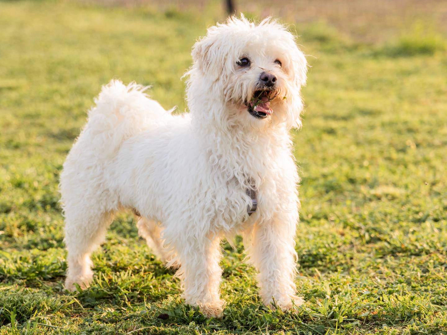 Adozione cane, maschio, Maltese, 4 anni e 9 mesi, taglia piccola, Milano