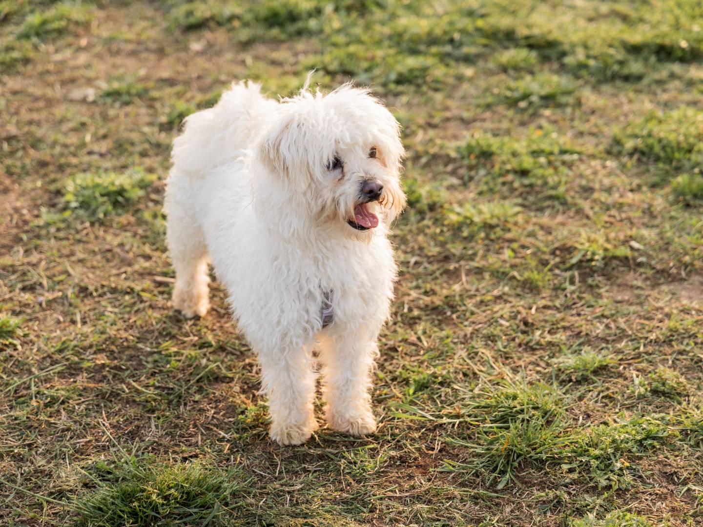 Adotta un cane, maschio, 4 anni e 9 mesi, Milano