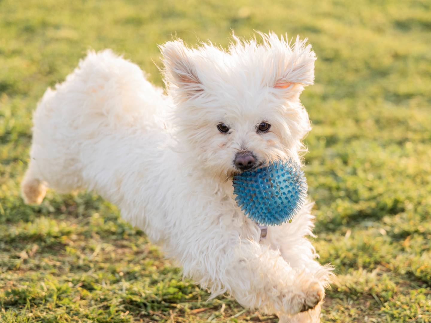 Adotta un cane, taglia piccola, maschio, Milano