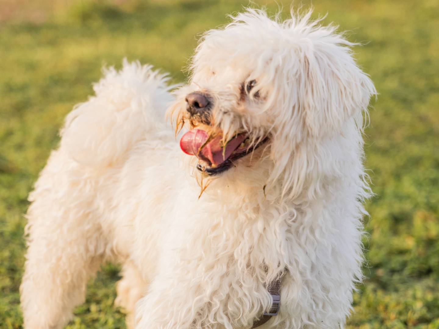Vuoi adottare un cane a Milano?