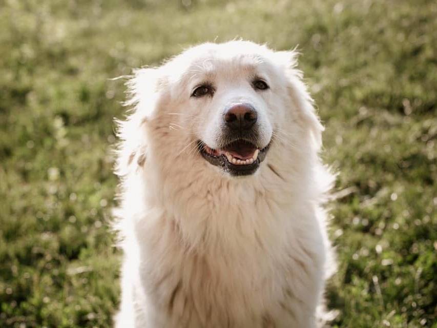 Foto dell'animale