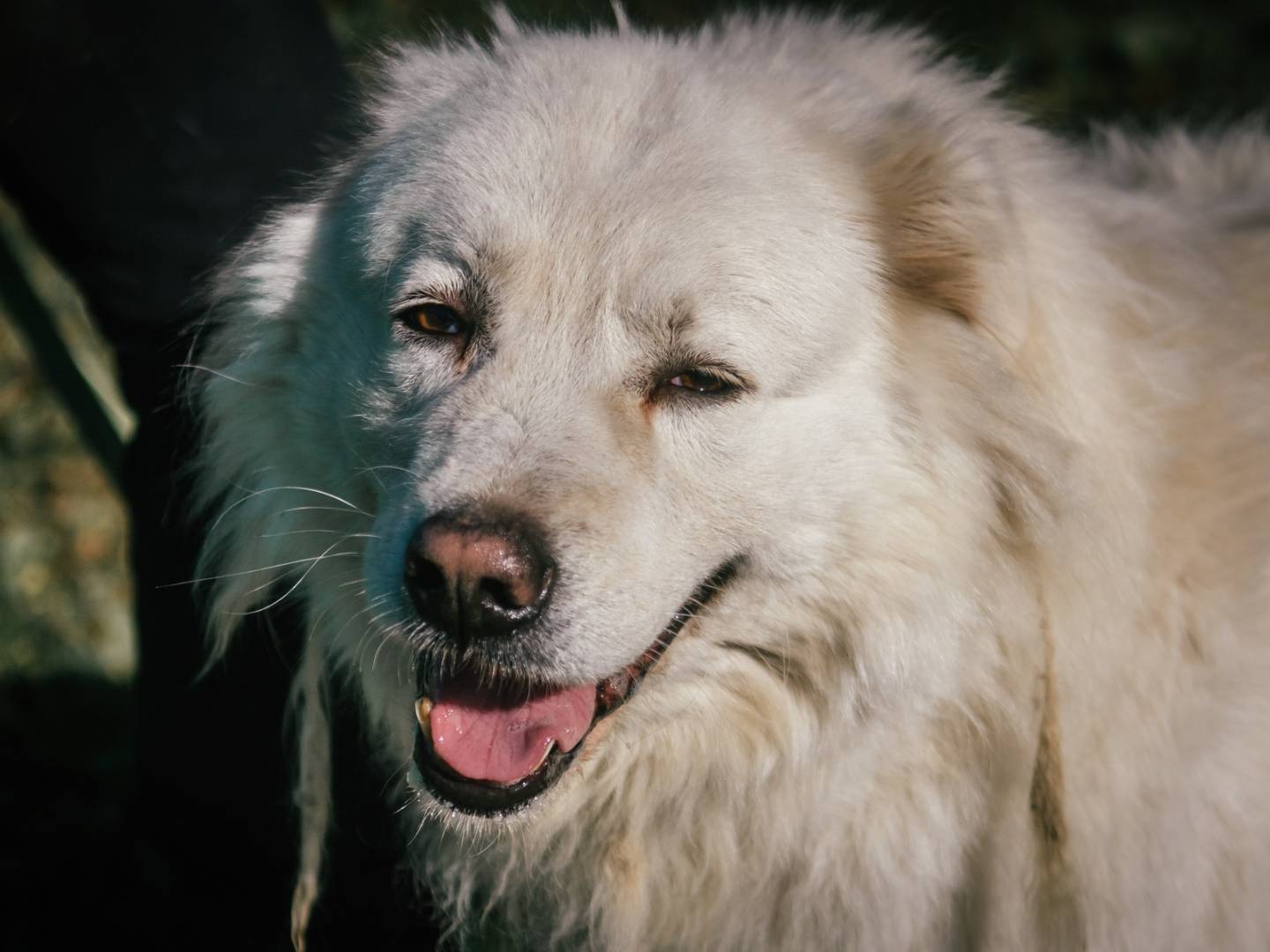 Adotta un cane, taglia gigante, maschio, Bologna