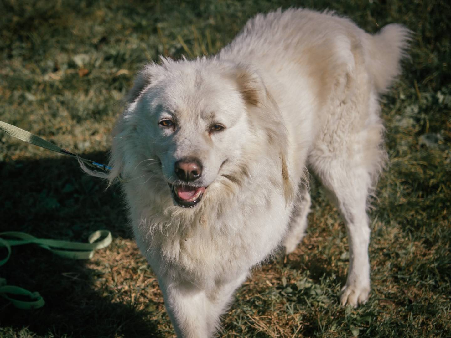 Adotta il cane Toby Iron a Bologna