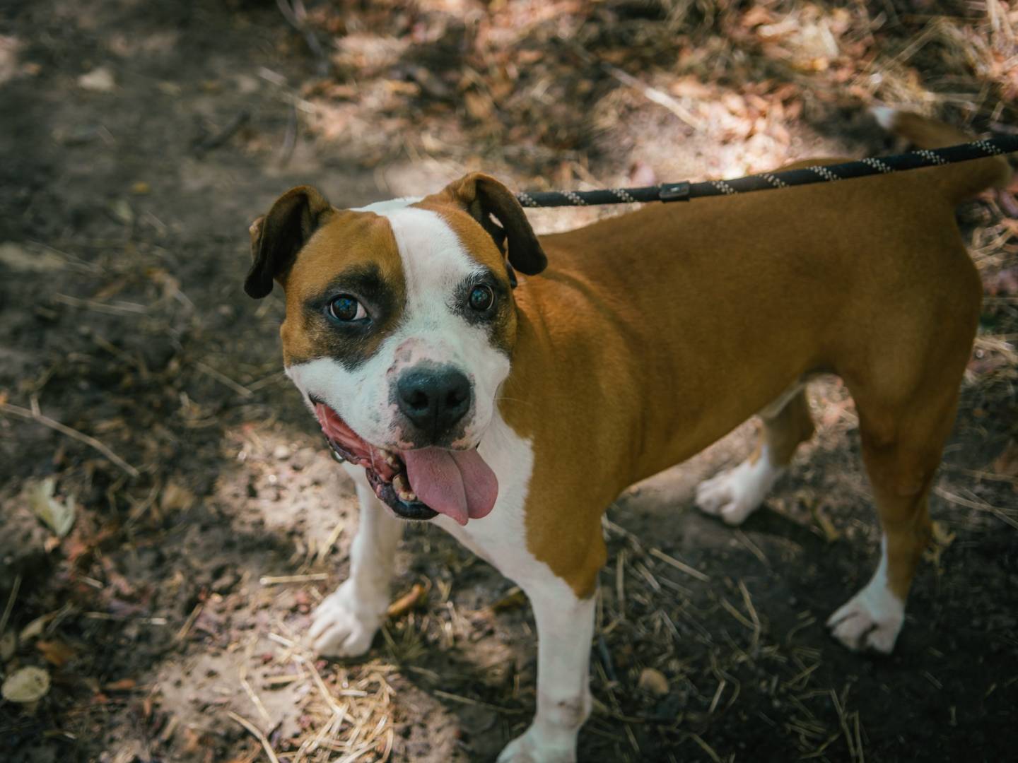 Adozione cane, maschio, meticcio, 8 anni  e 8 mesi , taglia gigante, Bologna