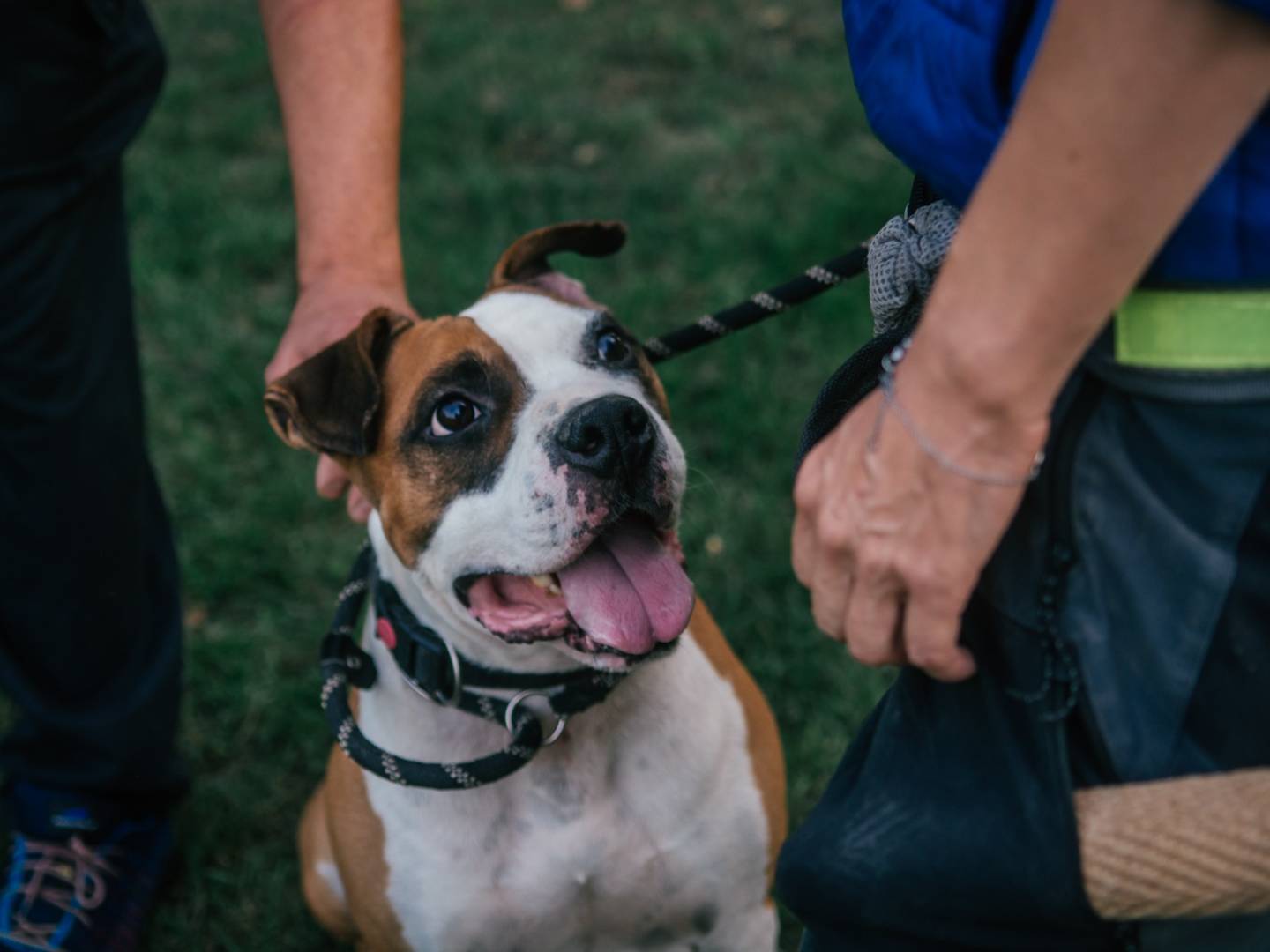 Adotta un cane, maschio, 8 anni  e 8 mesi , Bologna