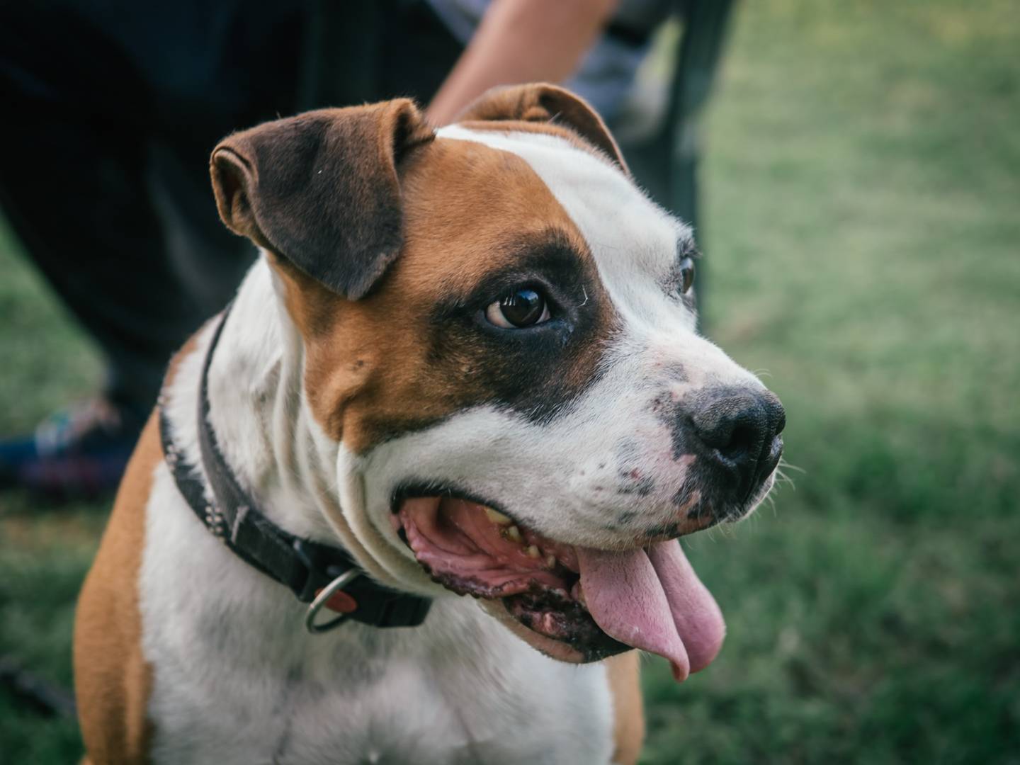 Adotta un cane, taglia gigante, maschio, Bologna