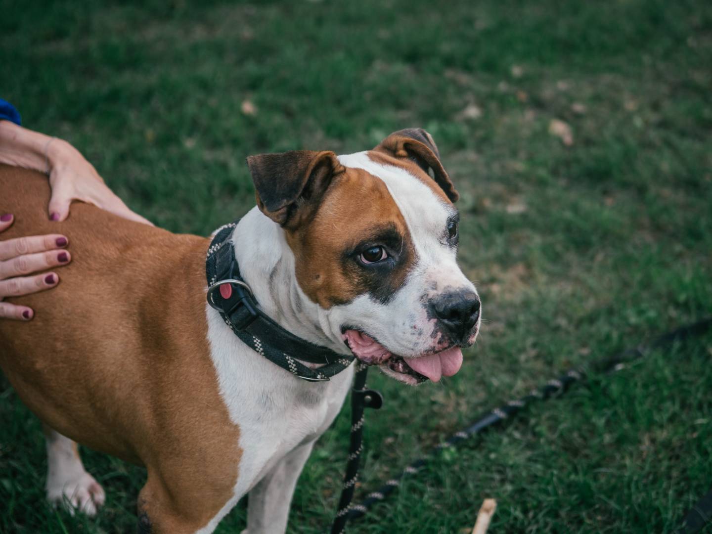 Vuoi adottare un cane a Bologna?