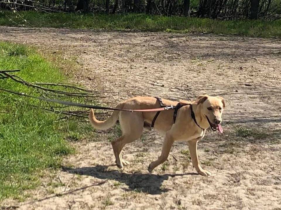 Adotta un cane, taglia media, maschio, Bologna