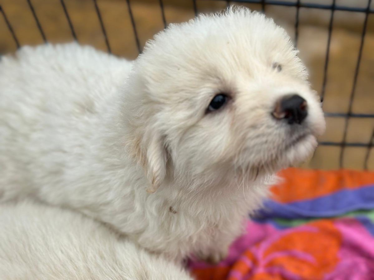 Adotta un cane, maschio, 10 mesi, Trapani