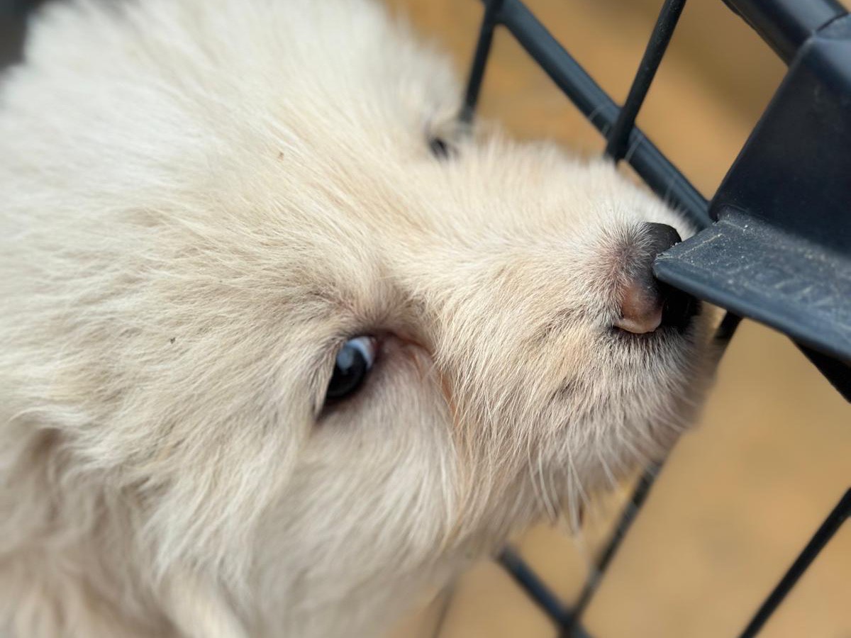 Adotta un cane, taglia grande, maschio, Trapani