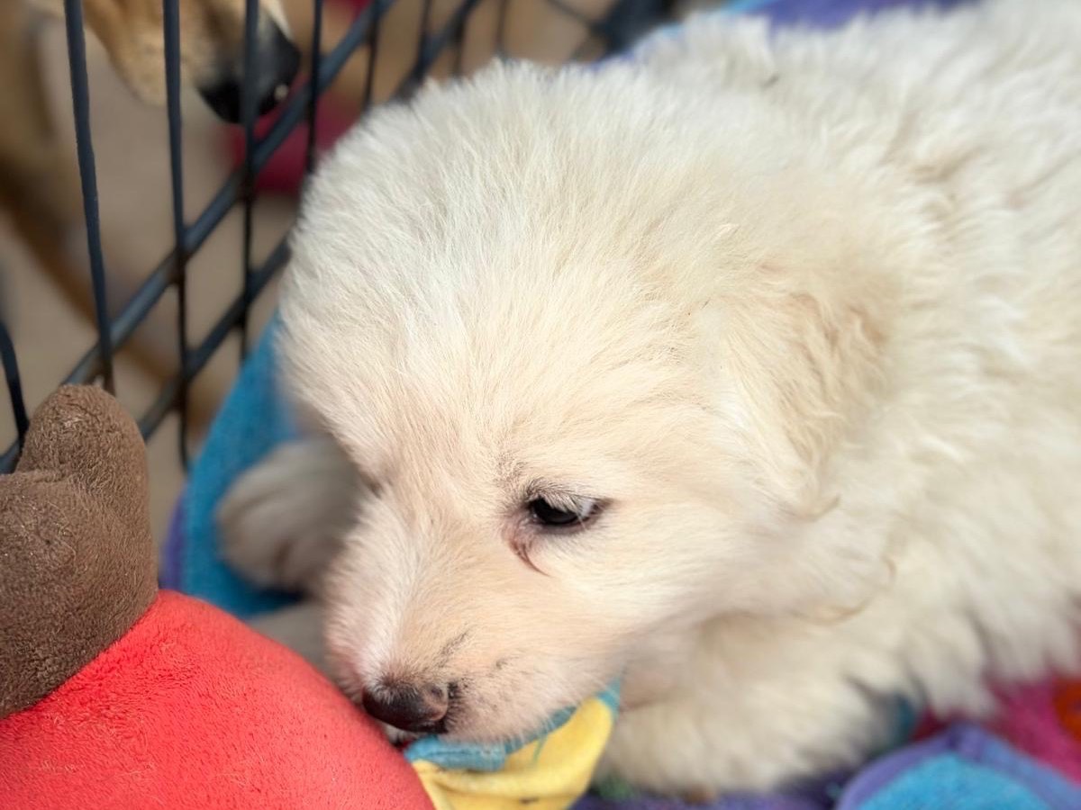 Adotta il cane Romolo a Trapani